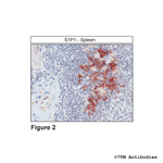 S1P1, Sphingosine 1-Phosphate Receptor 1 Polyclonal Antibody