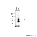 S1P1, Sphingosine 1-Phosphate Receptor 1 Antibody in Western Blot (WB)