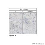 S1P1, Sphingosine 1-Phosphate Receptor 1 Antibody in Immunohistochemistry (Paraffin) (IHC (P))