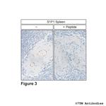S1P1, Sphingosine 1-Phosphate Receptor 1 Antibody in Immunohistochemistry (Paraffin) (IHC (P))