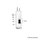 S1P1, Sphingosine 1-Phosphate Receptor 1 Antibody in Western Blot (WB)
