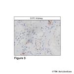 S1P1, Sphingosine 1-Phosphate Receptor 1 Antibody in Immunohistochemistry (Paraffin) (IHC (P))