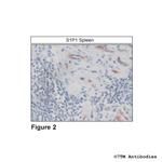 S1P1, Sphingosine 1-Phosphate Receptor 1 Antibody in Immunohistochemistry (Paraffin) (IHC (P))