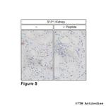 S1P1, Sphingosine 1-Phosphate Receptor 1 Antibody in Immunohistochemistry (Paraffin) (IHC (P))
