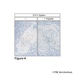 S1P1, Sphingosine 1-Phosphate Receptor 1 Antibody in Immunohistochemistry (Paraffin) (IHC (P))