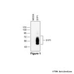 S1P1, Sphingosine 1-Phosphate Receptor 1 Polyclonal Antibody