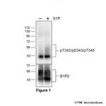 Phospho-Sphingosine 1-Phosphate Receptor 2 (Thr342, Ser343, Thr345) Polyclonal Antibody