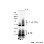 Phospho-Sphingosine 1-Phosphate Receptor 3 (Ser335, Ser337) Polyclonal Antibody