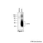 S1P3, Sphingosine 1-Phosphate Receptor 3 Polyclonal Antibody