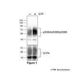 Phospho-Sphingosine 1-Phosphate Receptor 4 (Ser364, Ser366, Ser368) Polyclonal Antibody