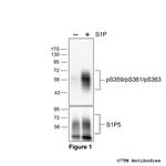 Phospho-Sphingosine 1-Phosphate Receptor 5 (Ser359, Ser361, Ser363) Polyclonal Antibody