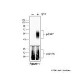Phospho-S1P5, Sphingosine 1-Phosphate Receptor 5 (Ser347) Polyclonal Antibody