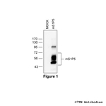 mS1P5, Mouse Sphingosine 1-Phosphate Receptor 5 Polyclonal Antibody