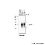 S1P5, Sphingosine 1-Phosphate Receptor 5 Polyclonal Antibody