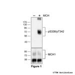 Phospho-Melanin-Concentrating Hormone Receptor 1 (Ser338, Thr342) Polyclonal Antibody