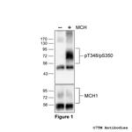 Phospho-Melanin-Concentrating Hormone Receptor 1 (Thr348, Ser350) Polyclonal Antibody