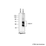 MCH1 Melanin-Concentrating Hormone Receptor 1 Polyclonal Antibody