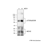 Phospho-Melanin-Concentrating Hormone Receptor 2 (Thr335, Ser338) Antibody in Western Blot (WB)