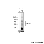 MCH2, Melanin-Concentrating Hormone Receptor 2 Polyclonal Antibody