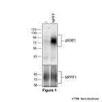 Phospho-Neuropeptide FF Receptor 1 (Ser361) Polyclonal Antibody