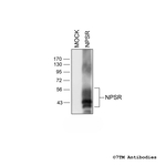 NPSR, Neuropeptide S Receptor Antibody in Western Blot (WB)