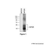 NPSR, Neuropeptide S Receptor Polyclonal Antibody