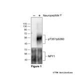 Phospho-Neuropeptide Y Receptor 1 (Thr357, Ser360) Antibody in Western Blot (WB)
