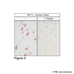 NPY1, Neuropeptide Y Receptor 1 Polyclonal Antibody