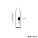 NPY1, Neuropeptide Y Receptor 1 Antibody in Western Blot (WB)