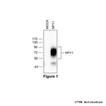 NPY1, Neuropeptide Y Receptor 1 Antibody in Western Blot (WB)