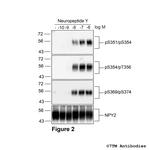 Phospho-Neuropeptide Y Receptor 2 (Ser369, Ser374) Antibody in Western Blot (WB)