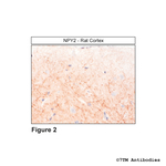 NPY2, Neuropeptide Y Receptor 2 Antibody in Immunohistochemistry (Paraffin) (IHC (P))
