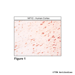 NPY2, Neuropeptide Y Receptor 2 Antibody in Immunohistochemistry (Paraffin) (IHC (P))