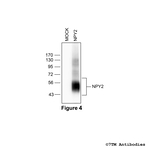 NPY2, Neuropeptide Y Receptor 2 Antibody in Western Blot (WB)