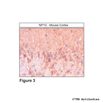 NPY2, Neuropeptide Y Receptor 2 Antibody in Immunohistochemistry (Paraffin) (IHC (P))