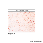 NPY2, Neuropeptide Y Receptor 2 Antibody in Immunohistochemistry (Paraffin) (IHC (P))