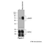Phospho-Neurotensin Receptor 1 (Ser401) Polyclonal Antibody