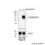 Phospho-Neurotensin Receptor 1 (Ser409, Ser410) Antibody in Western Blot (WB)