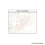 NTS1, Neurotensin Receptor 1 Antibody in Immunohistochemistry (Paraffin) (IHC (P))