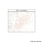 NTS1, Neurotensin Receptor 1 Polyclonal Antibody