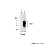 NTS1, Neurotensin Receptor 1 Polyclonal Antibody