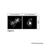 NTS2, Neurotensin Receptor 2 Antibody in Immunocytochemistry (ICC/IF)
