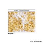 NTS2, Neurotensin Receptor 2 Antibody in Immunohistochemistry (Paraffin) (IHC (P))