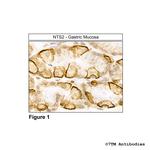 NTS2, Neurotensin Receptor 2 Polyclonal Antibody