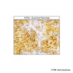 NTS2 (Neurotensin Receptor 2) Antibody in Immunohistochemistry (Paraffin) (IHC (P))