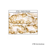 NTS2 (Neurotensin Receptor 2) Antibody in Immunohistochemistry (Paraffin) (IHC (P))