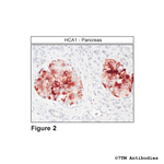 HCA1, Hydroxycarboxylic Acid Receptor 1 Antibody in Immunohistochemistry (Paraffin) (IHC (P))