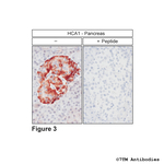 HCA1, Hydroxycarboxylic Acid Receptor 1 Polyclonal Antibody