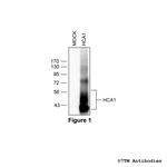 HCA1, Hydroxycarboxylic Acid Receptor 1 Antibody in Western Blot (WB)