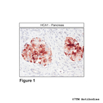 HCA1, Hydroxycarboxylic Acid Receptor 1 Antibody in Immunohistochemistry (Paraffin) (IHC (P))
